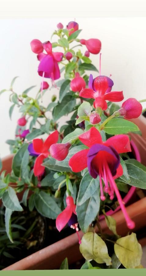 I Fiori Bed & Breakfast Quartu Sant'Elena Bagian luar foto