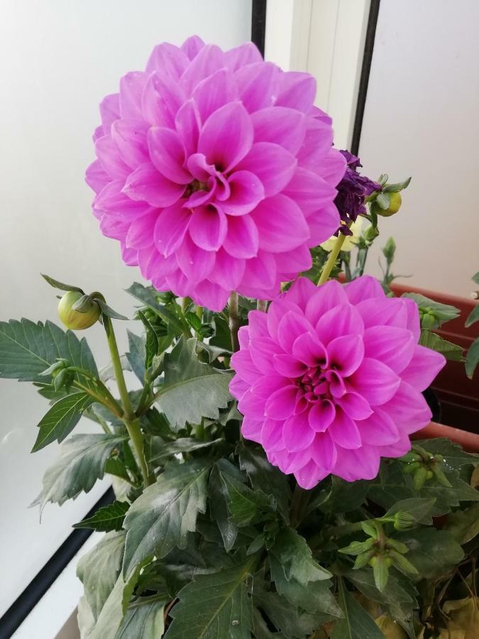 I Fiori Bed & Breakfast Quartu Sant'Elena Bagian luar foto